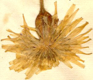ESCORZONERA (scorzonerahispanica) - HIPERnatural.COM