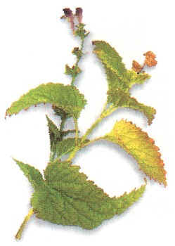 Skullcap (scutellarialatelifloria) - HIPERnatural.COM