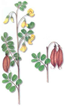 Espantalobos (coluteaarborescens) - HIPERnatural.COM