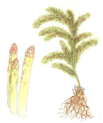 ESPARRAGO (asparagus officinalis) - HIPERnatural.COM