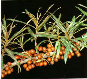 BUCKTHORN () - HIPERnatural.COM