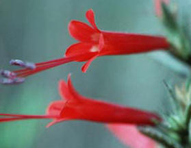 ESPINOSILLA (loeseliamexicana) - HIPERnatural.COM