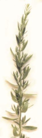 ESTRAGN () - HIPERnatural.COM