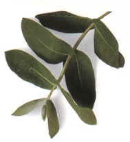 EUCALIPTO (eucalyptusglobulus) - HIPERnatural.COM