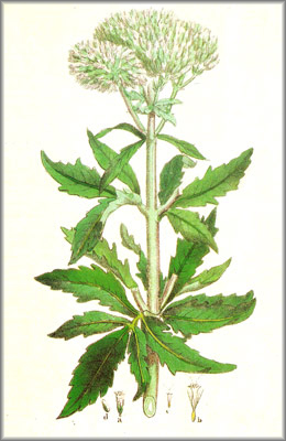 EUPATORIO () - HIPERnatural.COM