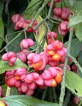 Euonymus () - HIPERnatural.COM
