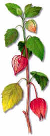 LAMP (alquequenjephysalisalkekengi) - HIPERnatural.COM