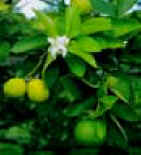 FLORAZAHAR (citrusaurantiifolia) - HIPERnatural.COM