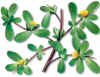 Fleurd'unefois (verdolagaportulacaoleracea) - HIPERnatural.COM