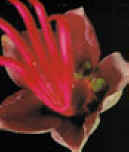 FLORMANITA (chiranthodendronpentadactylon) - HIPERnatural.COM