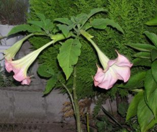 FLORIPONDIO (burgmansiaxcndida) - HIPERnatural.COM