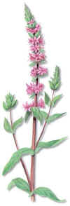 FRAILES (salicarialythrumsalicaria) - HIPERnatural.COM