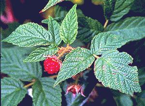 FRAMBOISE () - HIPERnatural.COM