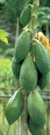 POMPE DE FRUITS (papayo carica papaya) - HIPERnatural.COM