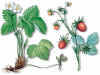 FRUTILLA (fresalfragariavesca) - HIPERnatural.COM