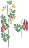 GARBANCILLOS (espantaloboscoluteaarborescens) - HIPERnatural.COM