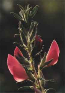 Gatuna (ononisspinosa) - HIPERnatural.COM