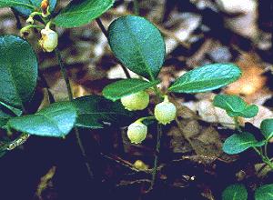 Wintergreen () - HIPERnatural.COM