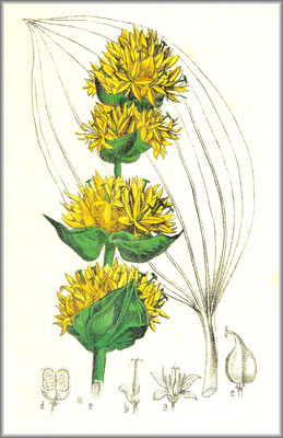GENTIAN () - HIPERnatural.COM