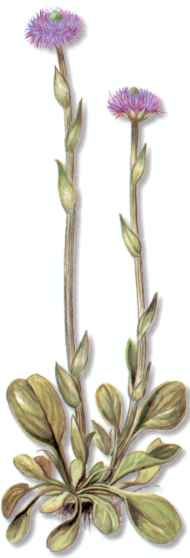 GlobuleMAYOR (globulariavulgaris) - HIPERnatural.COM