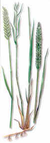 GRAMADELASBOTICAS () - HIPERnatural.COM
