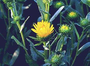 GRINDELIA () - HIPERnatural.COM