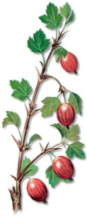 GroselleroESPINOSA (ribesuvacrispa) - HIPERnatural.COM
