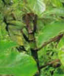 GUARUMO (cecropiaobtusifolia) - HIPERnatural.COM