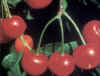 GUINDOZORRERO (cerezoprunusavium) - HIPERnatural.COM