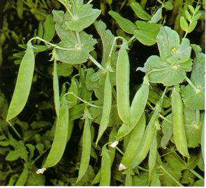 GUISANTE (pisumsativum) - HIPERnatural.COM