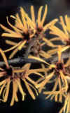 HAMAMELIS () - HIPERnatural.COM