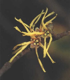 HAMELIS (hammamelisvirginiana) - HIPERnatural.COM