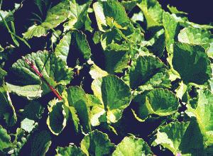 HIDROCOTILE (hydrocotileasiatica) - HIPERnatural.COM