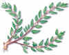 HIERBACARACOLERA (parietariaparietariaofficinalis) - HIPERnatural.COM