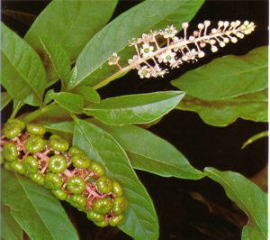 HERBCARMINE (phytolaccadecandra) - HIPERnatural.COM