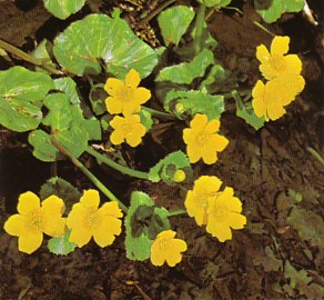 HIERBACENTELLA (calthapalustris) - HIPERnatural.COM