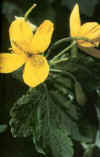 HERBdeverrues (celidoniachelidoniummajus) - HIPERnatural.COM