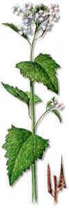 Herbed'ail (aliariaalliariaofficinalis) - HIPERnatural.COM