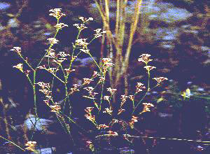 HERBESQUINANCIA (asperulacynanchica) - HIPERnatural.COM