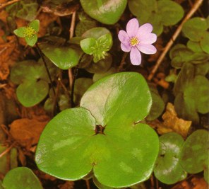 HERBHEPATIC (anemonehepatica) - HIPERnatural.COM