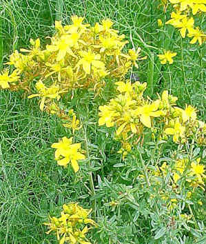 HIERBASANJUAN (hypericumperforatum) - HIPERnatural.COM