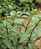HIERBASANJOSE (verbenacarolina) - HIPERnatural.COM