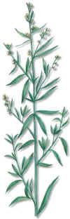 HERBCruet (estragnartemisiadracunculus) - HIPERnatural.COM