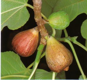 FIG (ficuscarica) - HIPERnatural.COM
