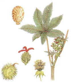 Higuerilla (ricinuscommunis) - HIPERnatural.COM