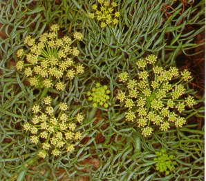 HINOJOMARINO (crithmummaritimum) - HIPERnatural.COM