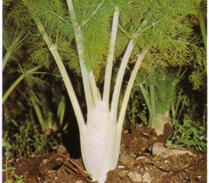 HINOJO (foeniculumvulgare) - HIPERnatural.COM