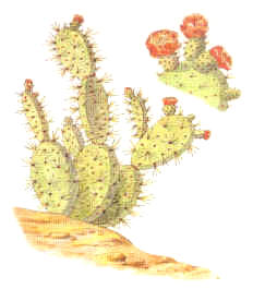 SANTASHEET(ZOAPATLE) (piperauritum) - HIPERnatural.COM