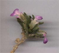 IVA () - HIPERnatural.COM