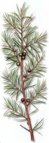 JUNPERO (enebrojuniperuscomminus) - HIPERnatural.COM